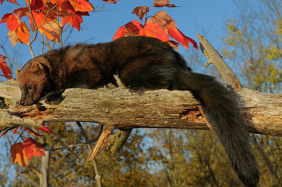 Adult fisher lounging on a dead tree branch with red maple leave Photograph by Reimar Gaertner