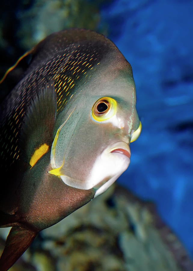 Fish Photograph - Adult French Angelfish by Daniel Caracappa