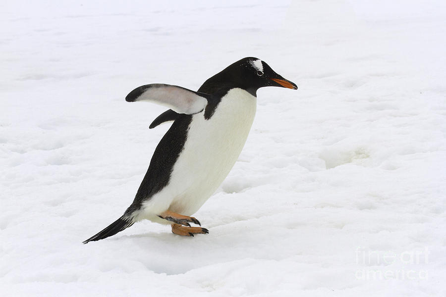 Adult gentoo penguin Photograph by Karen Foley