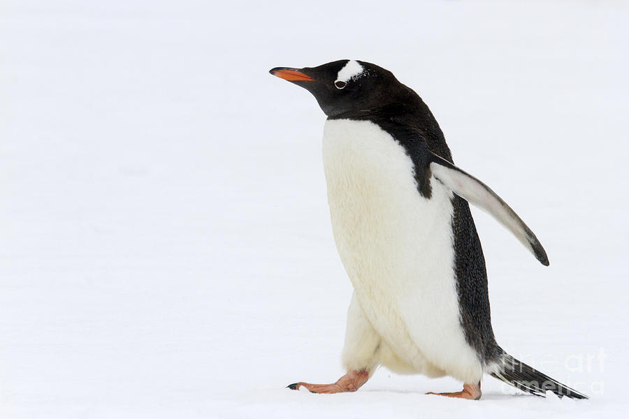 Adult gentoo penguin waddling Photograph by Karen Foley