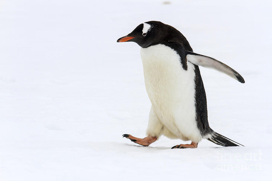Adult gentoo penguin waddling on snow Photograph by Karen Foley