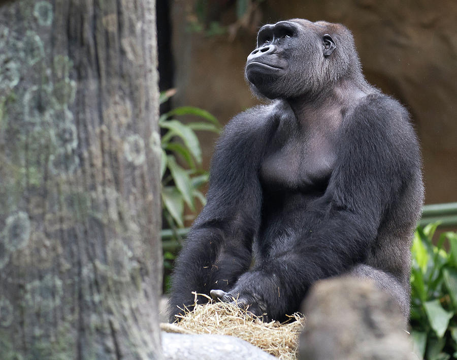 Adult Gorilla Photograph by D Plinth