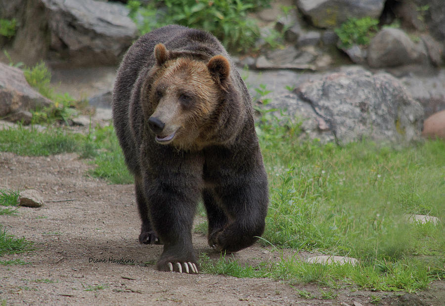 Adult Grizzly Photograph