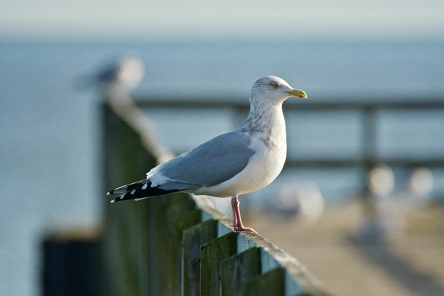 Adult Herring Gull Photograph by Michael Peychich