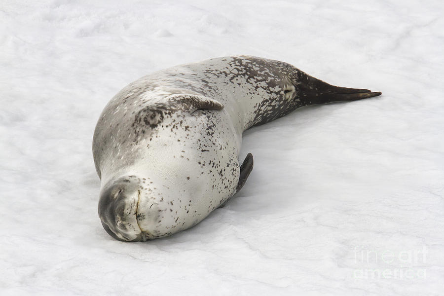 Adult leopard seal Photograph by Karen Foley