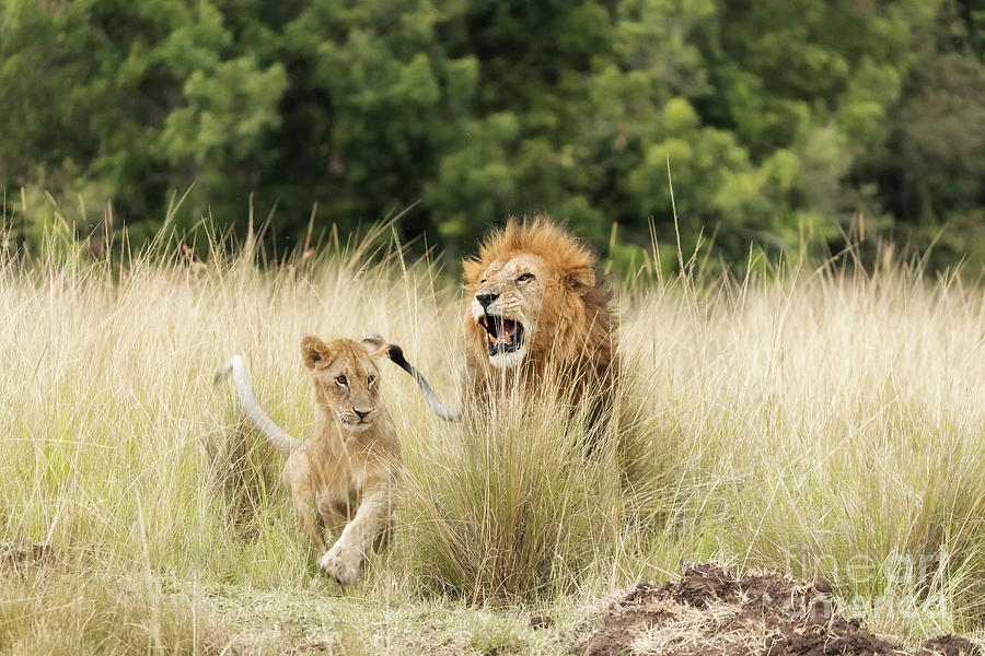 Adult lion and cub in the Masai Mara Photograph by Jane Rix
