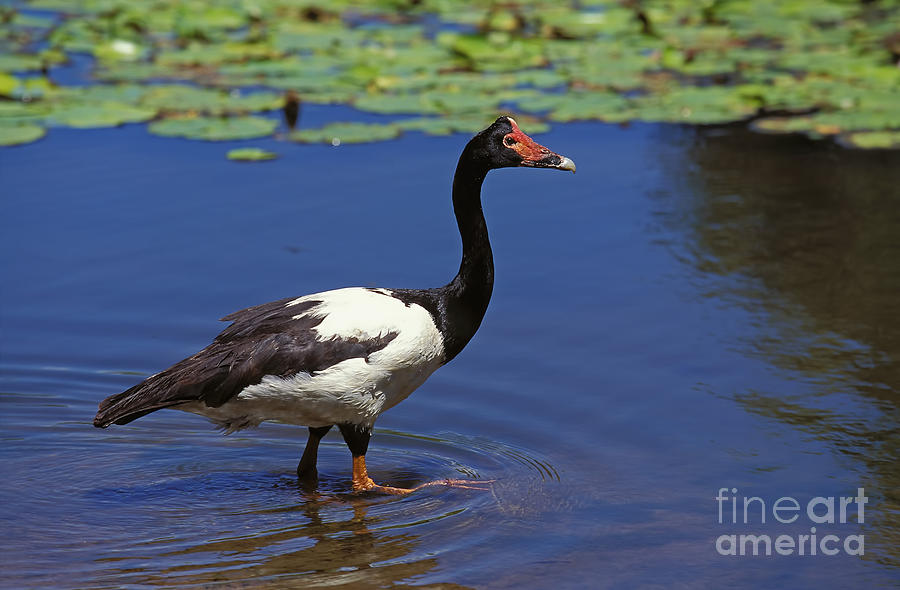 Adult Magpie Goose Photograph by Gerard Lacz