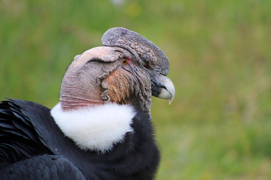 Adult Male Andean Condor Photograph by Robert Hamm - Pixels