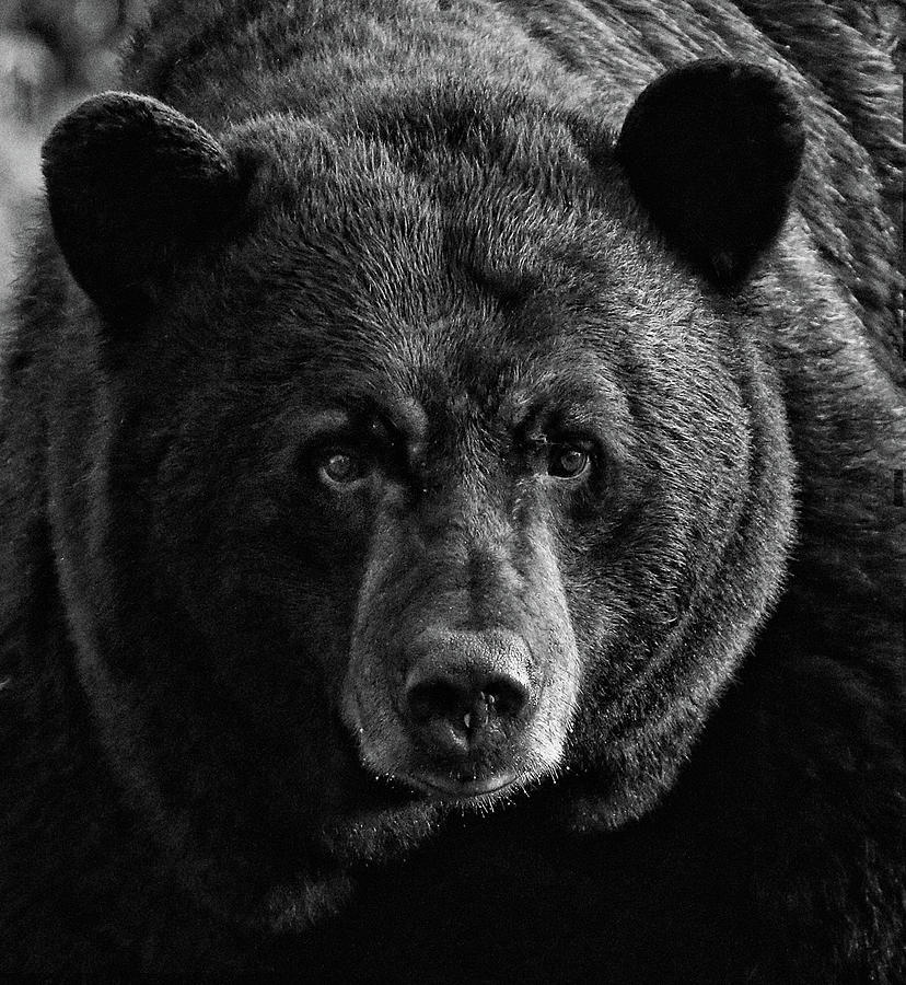 Adult Male Black Bear Photograph by Coby Cooper