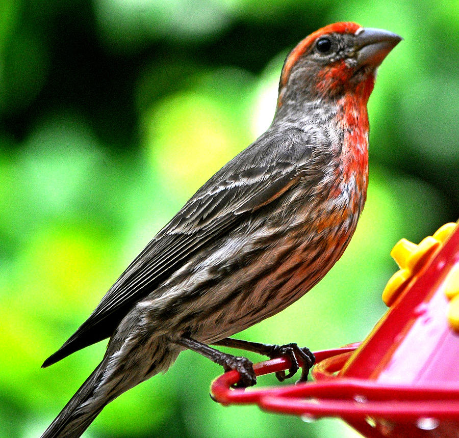Adult Male House Finch Photograph by Jay Milo