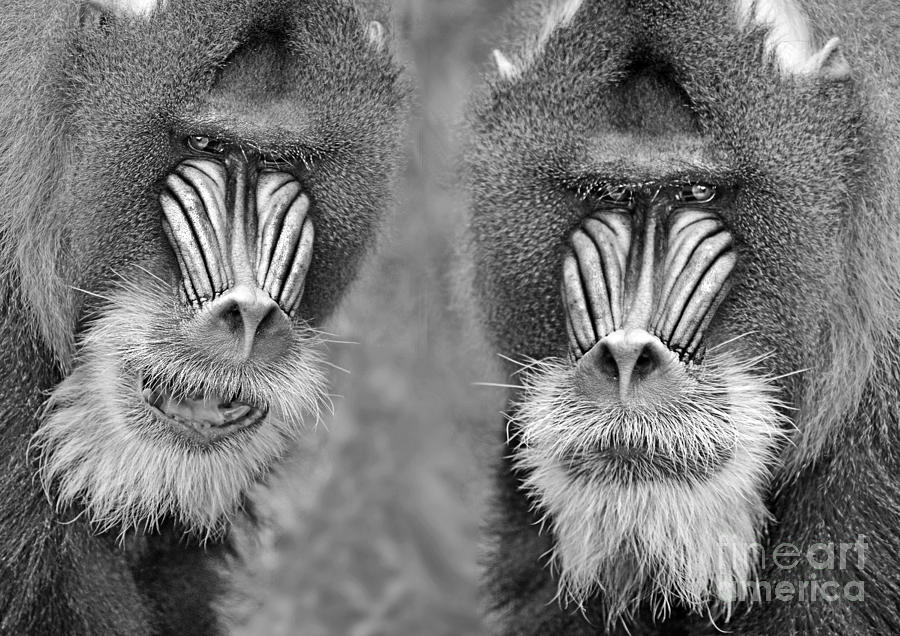 Adult Male Mandrills black and white version Photograph by Jim Fitzpatrick