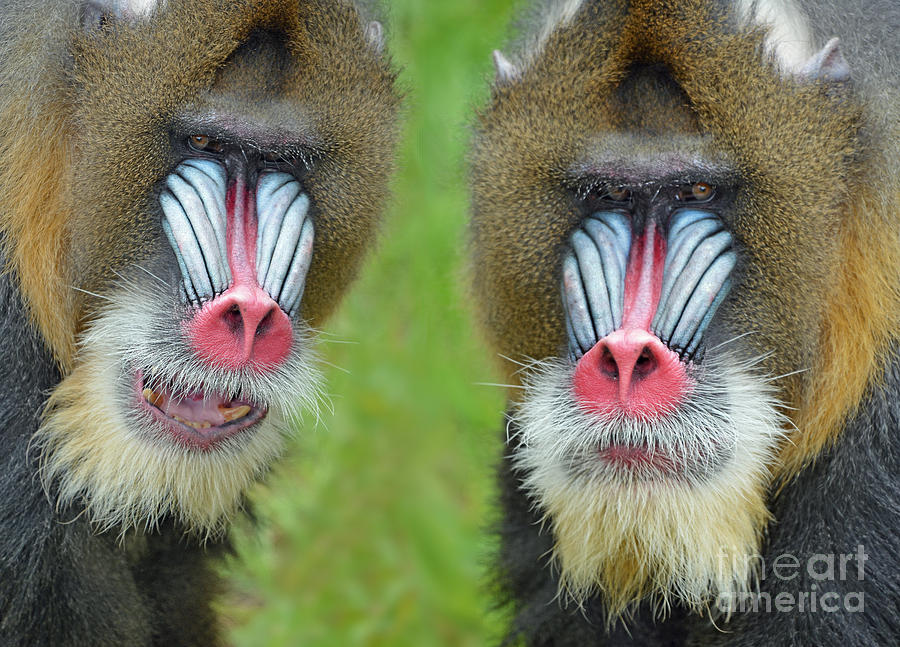 Adult Male Mandrills Photograph by Jim Fitzpatrick