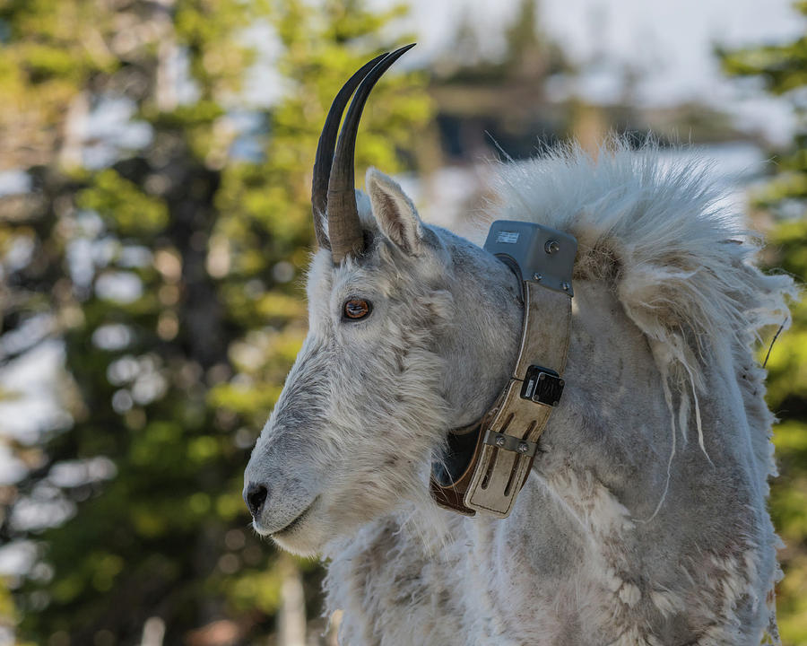 Adult Mountain Goat Wearing Research Collar Photograph by Kelly VanDellen