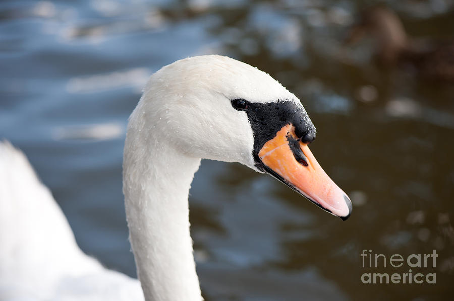 Swan Photograph - Adult mute swan watching by Arletta Cwalina