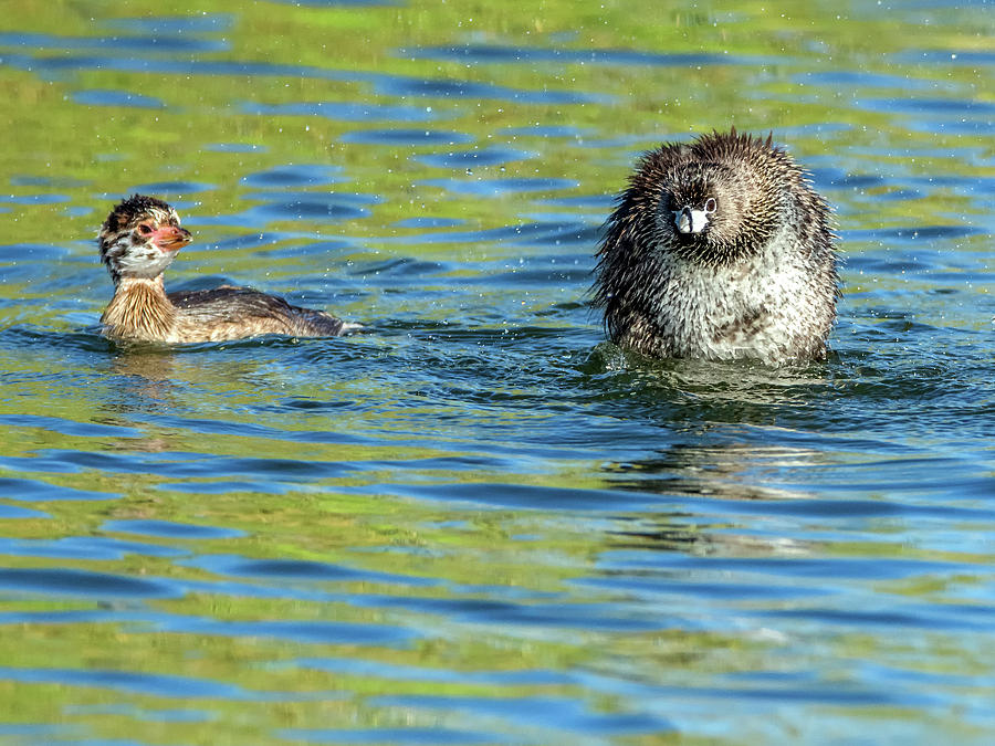 Adult Pied-billed Grebe and Chick Photograph by Tam Ryan