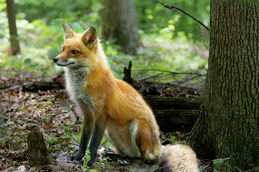 Adult red fox sitting Photograph by Dan Friend