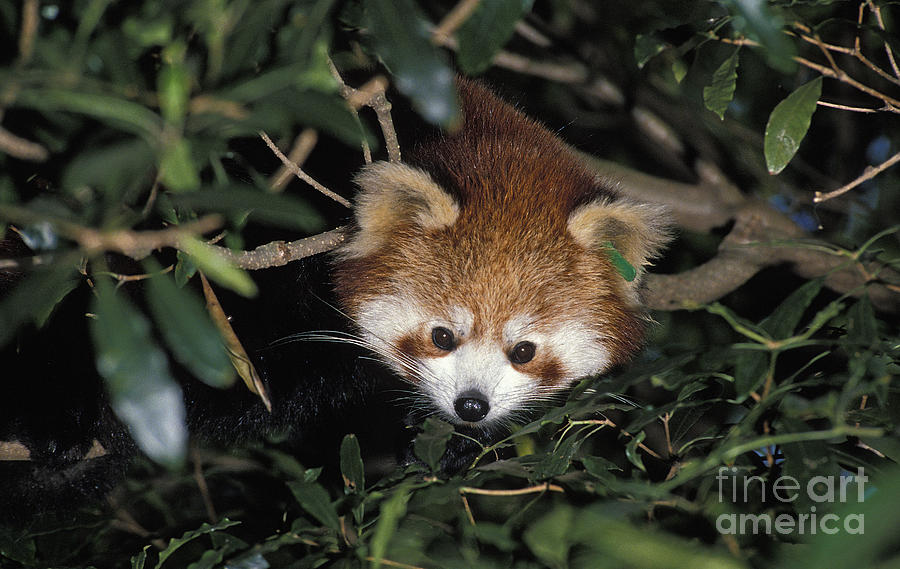 Adult Red Panda Ailurus Fulgens Photograph by Gerard Lacz
