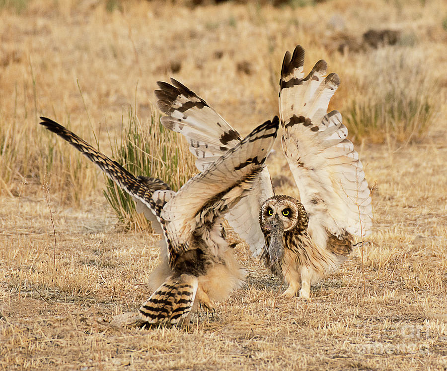 Adult Short Eared Owl Feeding Its Young Photograph by Dennis Hammer