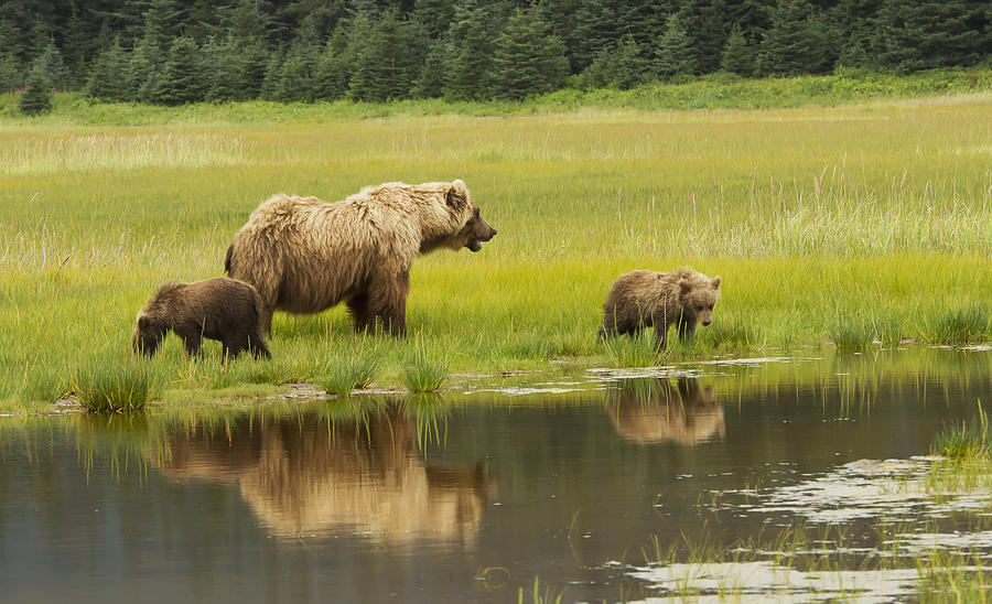 Adult Sow Grizzly Bear With Two Cubs Photograph by Phil Pringle
