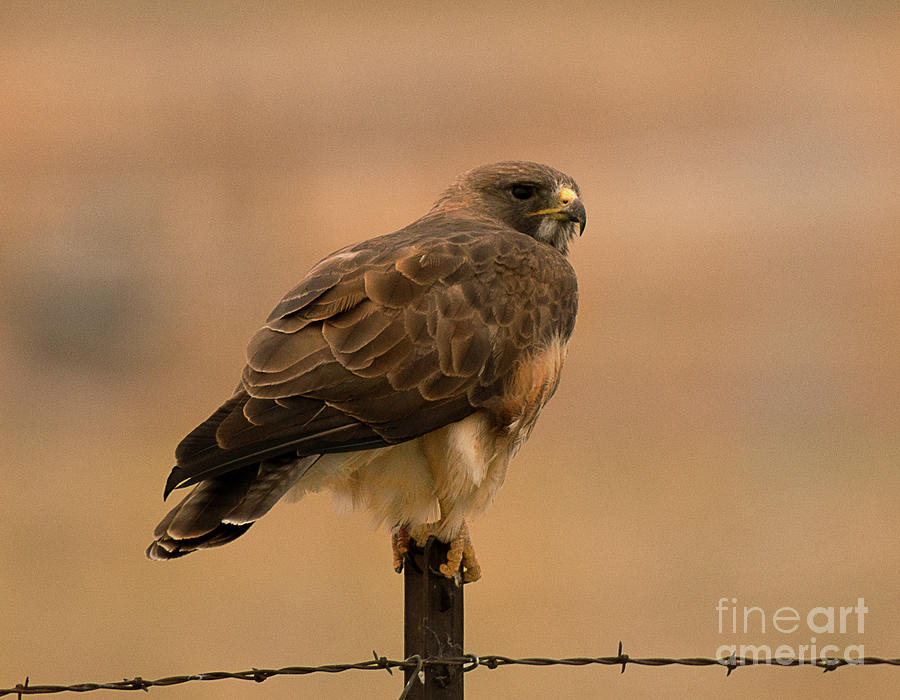 Hawk Photograph - Adult Swainsons Hawk by Dennis Hammer
