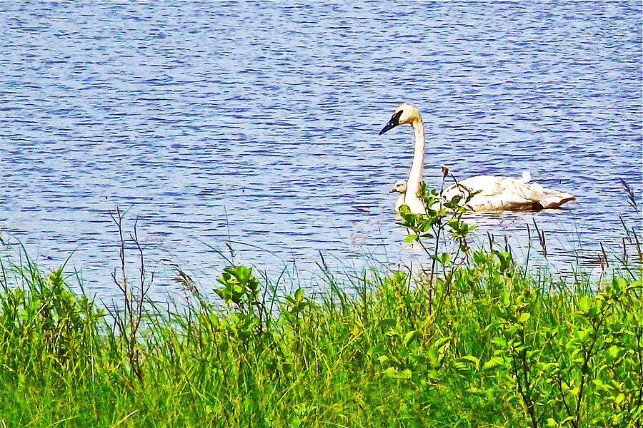 Adult Trumpeter Swan with in Seney National Wildlife Refuge