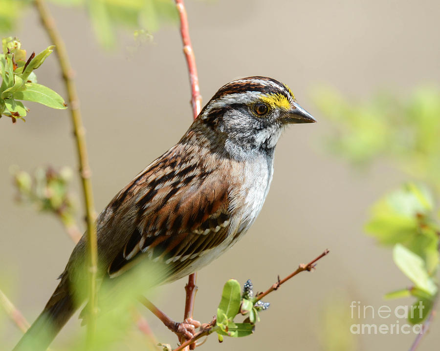 Adult WhiteThroated Sparrow Photograph by Amy Porter