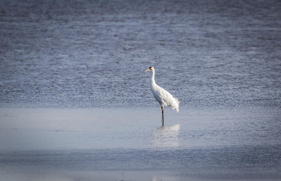 Crane Photograph - Adult Whooping Crane 2015-1 by Thomas Young