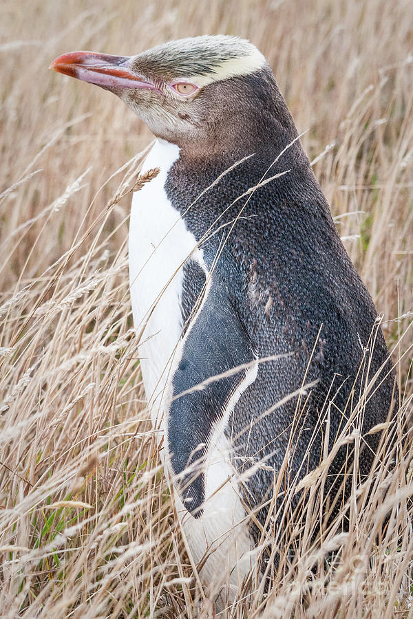 Adult Yellow-eyed Penguin 2 Photograph by Werner Padarin
