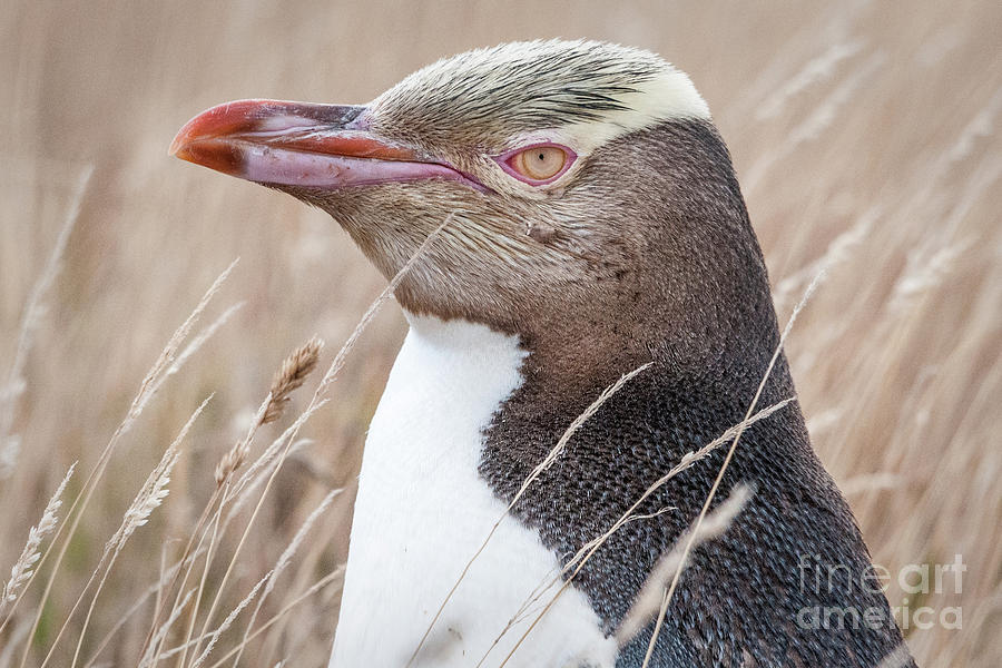 Adult Yellow-eyed Penguin 3 Photograph by Werner Padarin