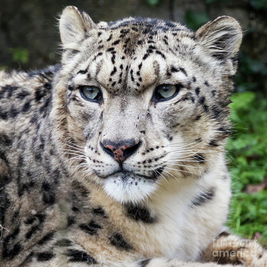 Adult snow leopard portrait Photograph by Jane Rix