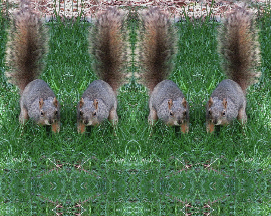 Advancing Army of Squirrels Digital Art by Julia L Wright