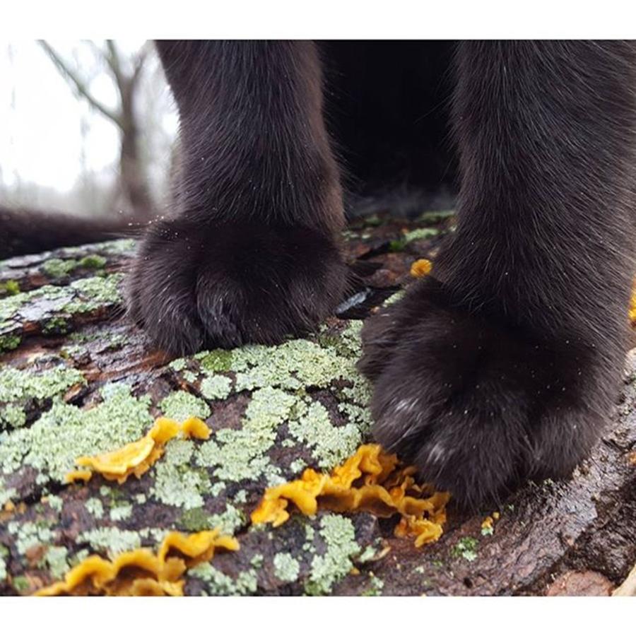 Mushroom Photograph - Adventure Cat Paws. ​#cat by Sirius Black Adventure Cat