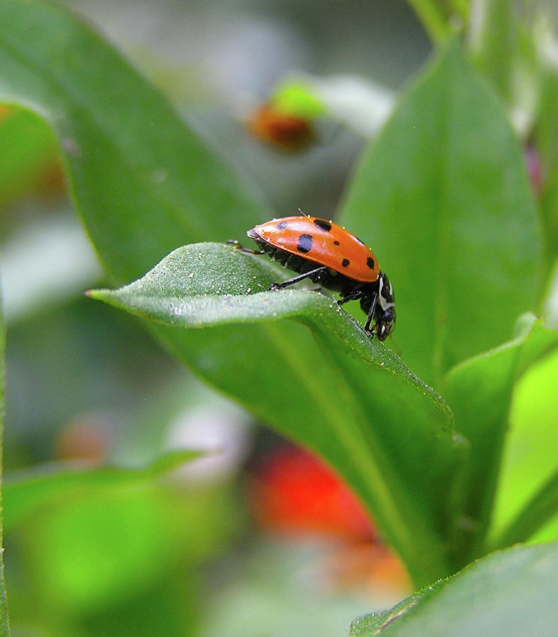 Adventuresome Ladybug  Photograph by Carol Milisen