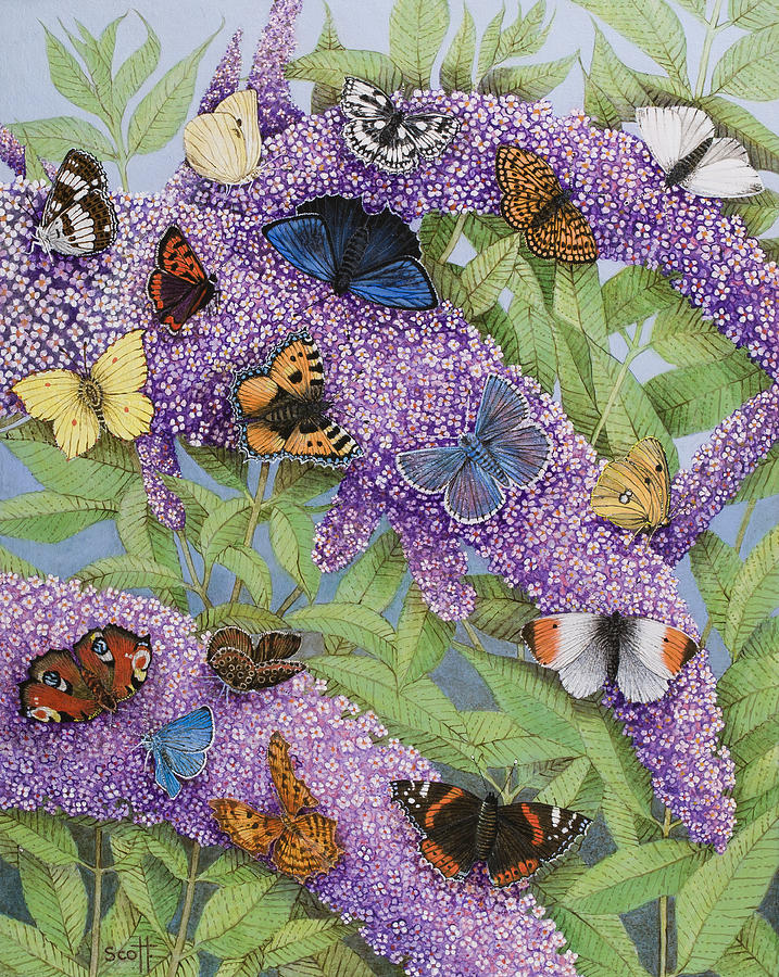 Butterfly Painting - Adventuring by Pat Scott