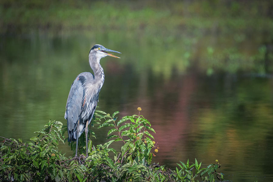 Advice from a Great Blue Heron Photograph by Cindy Lark Hartman
