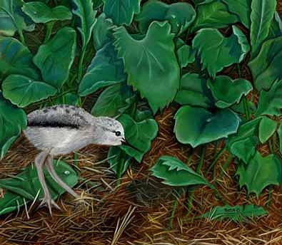 Avocet Painting - Advocet in Hiding by Beth Campbell