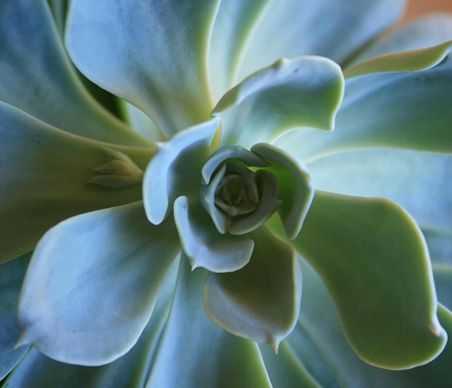 Aeonium Photograph by Marna Edwards Flavell