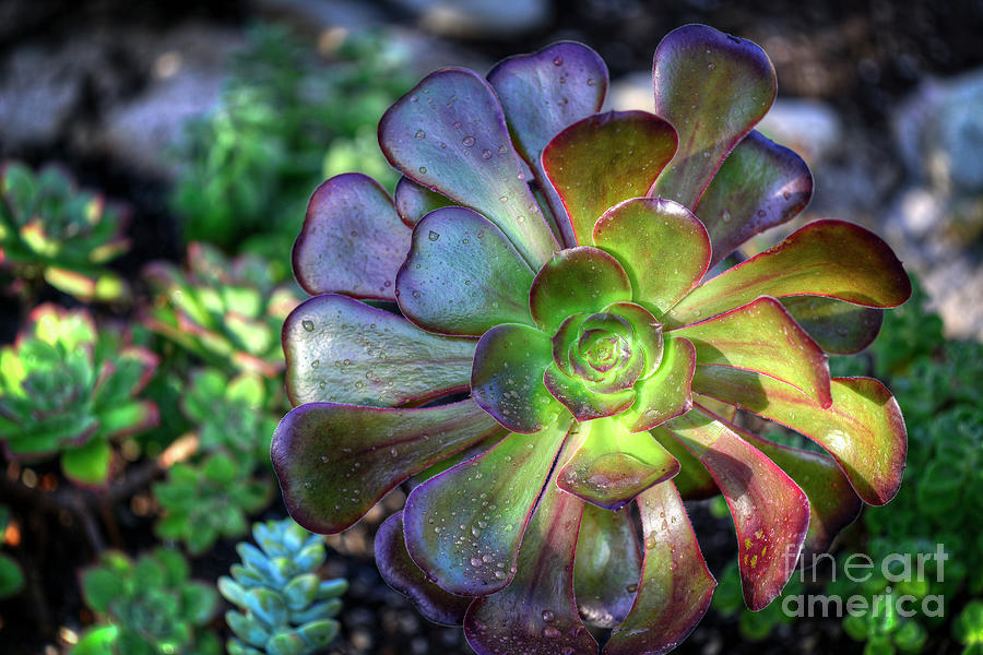 Aeonium Succulent Subtropical Plant Photograph by David Zanzinger