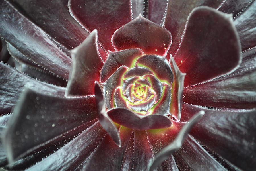 Aeonium Photograph by Terence Davis