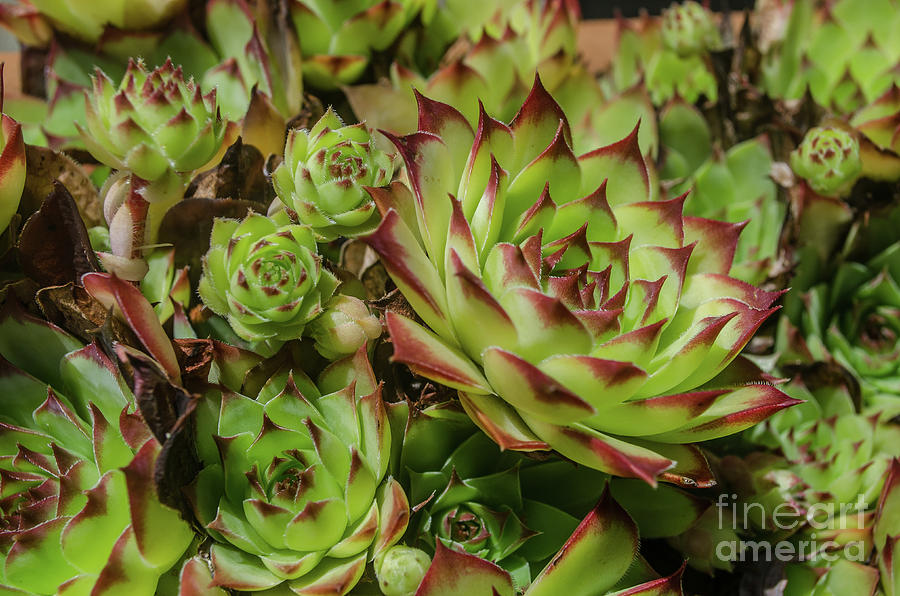 Aeoniums Photograph by Michelle Meenawong