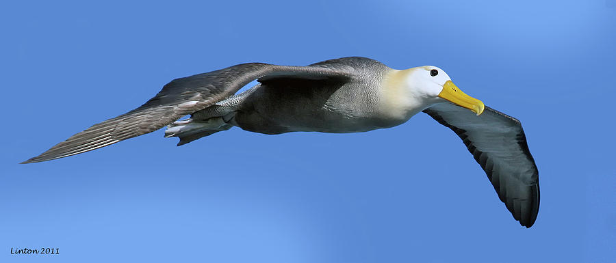 Aerial Albatross Photograph by Larry Linton