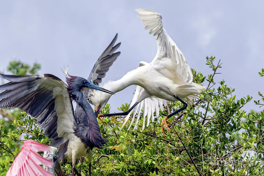 Aerial Battle Between Tricolored Heron and Snowy Egret Photograph by DB Hayes