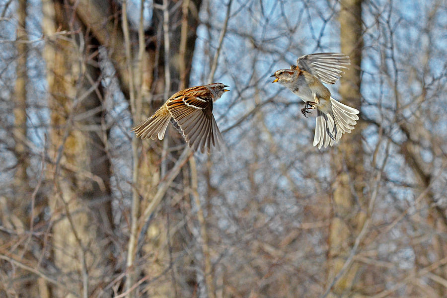 Aerial battle of the forest Photograph by Asbed Iskedjian