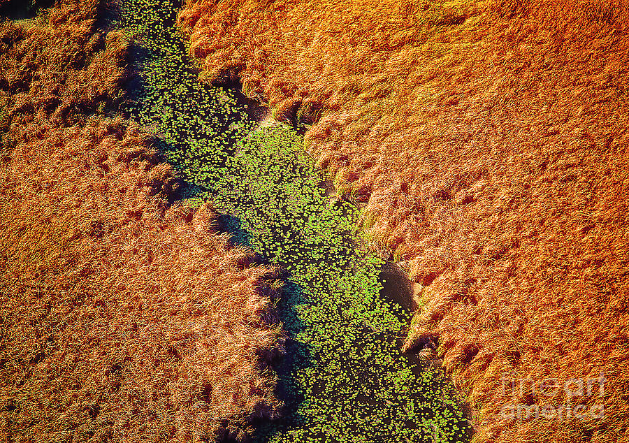 Aerial Farm Stream Lillies  Photograph by Tom Jelen