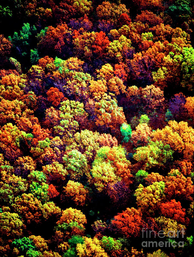 Aerial Farm Tree Tops Fall Ff Photograph by Tom Jelen