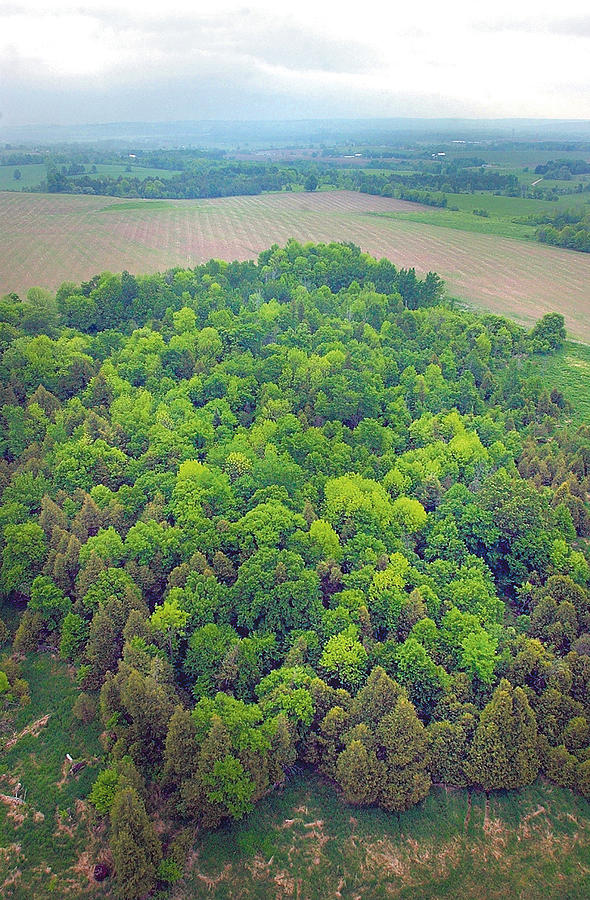 Aerial Forest Photograph by Steve Somerville