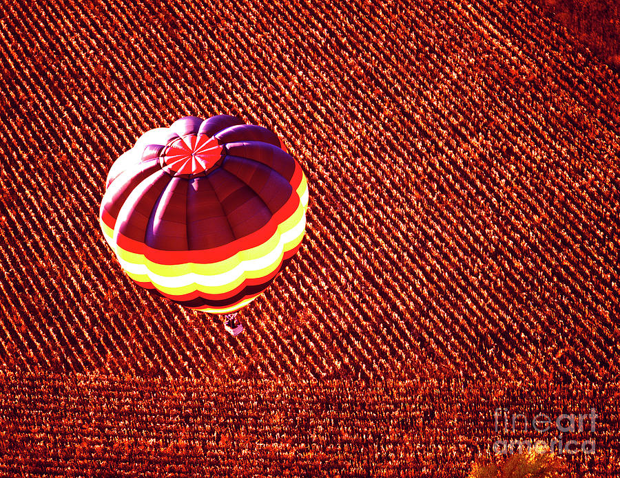 Aerial, Hot, Air, Balloon,corn, Field,fall Colors  Photograph by Tom Jelen