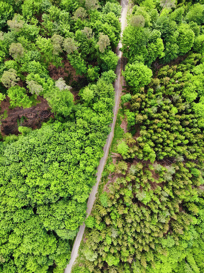 Aerial view green trees in German forest Photograph by Matthias Hauser