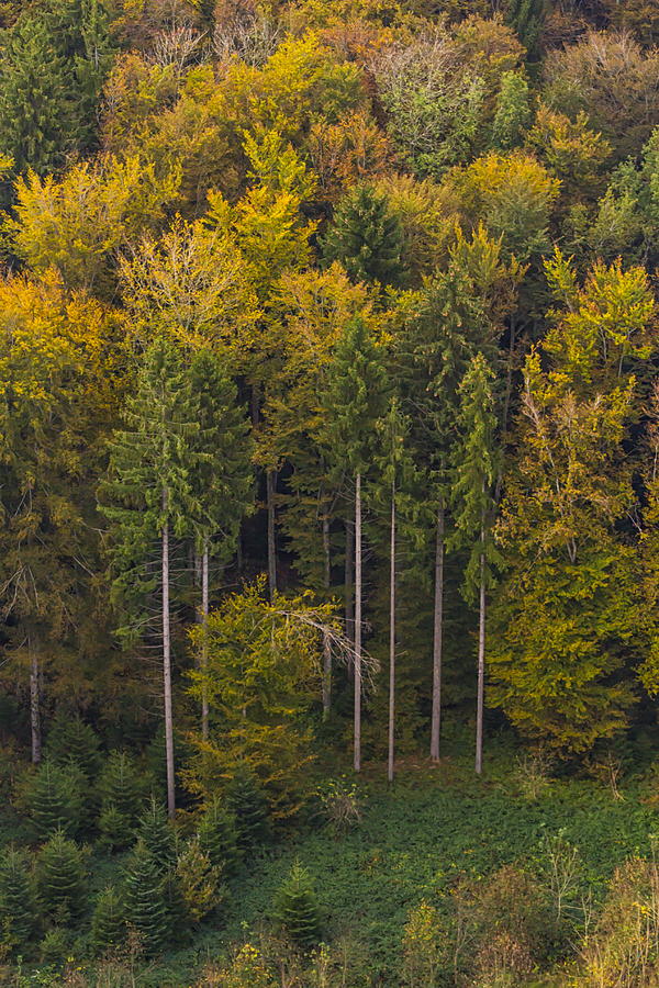 Aerial view of autumn trees Photograph by Elenarts - Elena Duvernay photo
