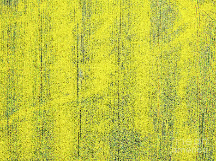Above Photograph - Aerial View Of Rapeseed Field by Nikolay Stoimenov Above Photograph - Aerial View Of Rapeseed Field by Nikolay Stoimenov